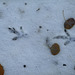 still grouse tracks