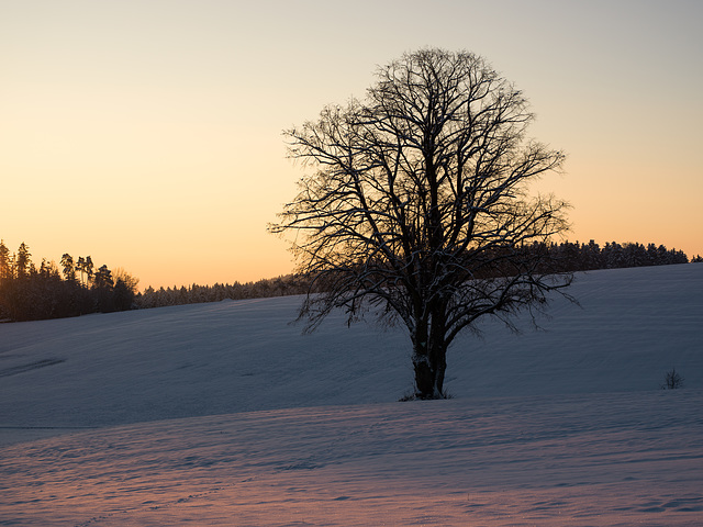 erster Schnee