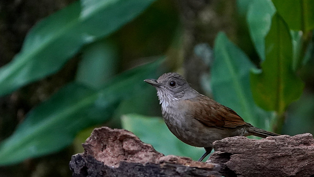 DSC01086a