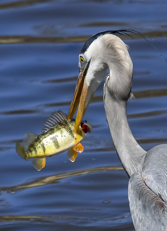 Great Blue Heron with Perch
