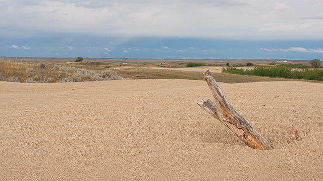 a drowned tree