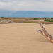 a drowned tree