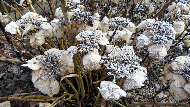 Hortensienblüten