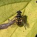 5T2A1779-CR3 DxO DeepPRIME -1Syrphus ribesiiv5 5T2A1779-CR3 DxO DeepPRIME -1Syrphus ribesiiv5