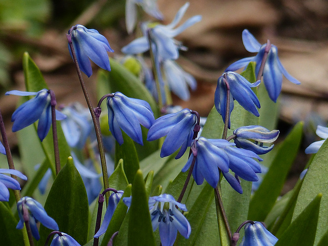 Siberian Squill