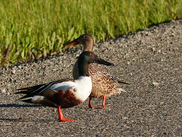 Northern Shoveler pair