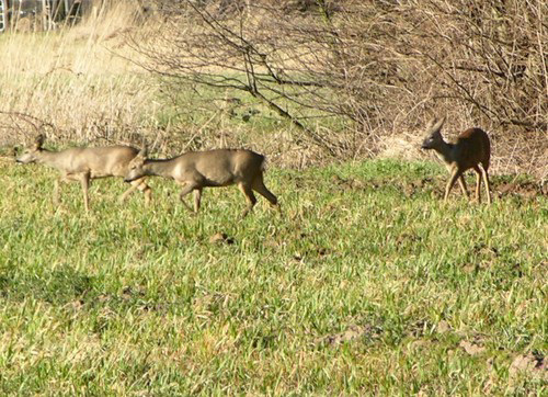 Rehe - mitten in Hamburg-Wilhelmsburg