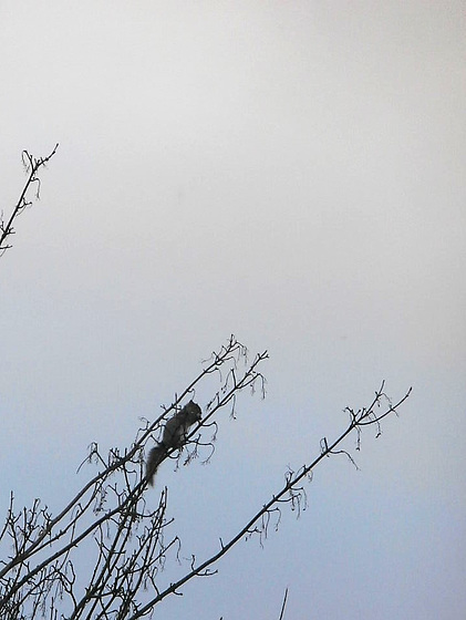 This tree is about 60ft high - why was he up there?