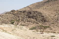 Frankincense Trees