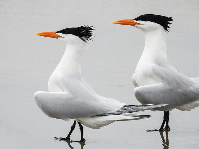 Day 4, Royal Terns / Thalasseus maximus, Mustang Island State Park