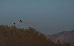 Geese flying over the trees