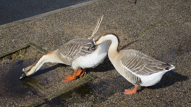 Geese