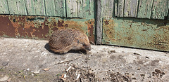 Hedgehog visitor