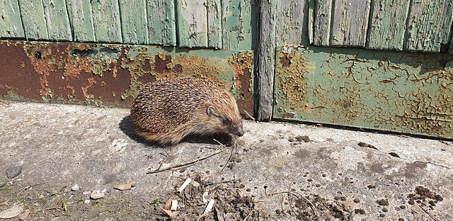 Hedgehog visitor