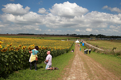 EOS 6D Peter Harriman 12 50 07 72712 sunflowers7 dpp