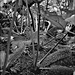 Gunnera