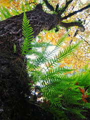 Ferns in a tree