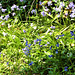 More and more bluebells