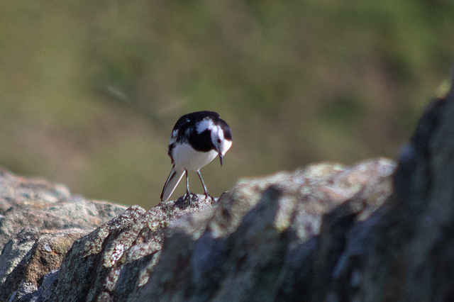 Pied Wagtail