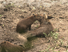 EF7A0316-CR2 DxO DeepPRIME -1Capybarav3