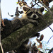 Raccoon at Corkscrew