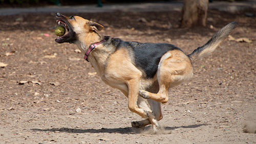 The Catch - Nikon D750 - AFS Nikkor 28-300mm 1:3.5-5.6G VR