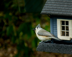 Tufted Titmouse