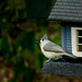 Tufted Titmouse