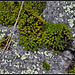 Le printemps des rochers - Mousse Orthotricum et lichen Rhizocarpon (2)