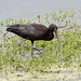 Glossy Ibis-Plegadis falcinellus