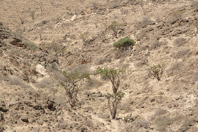 Frankincense Trees