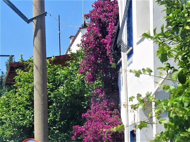 This gorgeous plant is growing up all walls of houses