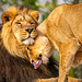 Lion and lioness