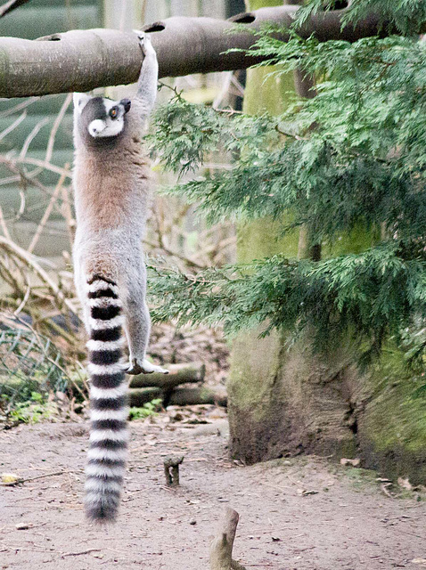 Lemur doing his exercises