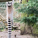 Lemur doing his exercises