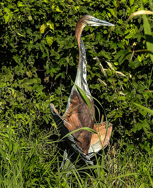 20190911 6157CPw [D~OH]  Goliathreiher (Ardea goliath), Timmendorfer Strand