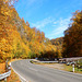 Straße in den Herbst