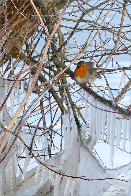 My little Fellow Robin...