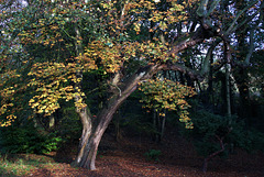 DSC02333 (2)