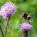 Buff-tailed Bumble Bee-DSZ5266