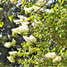 White lilac