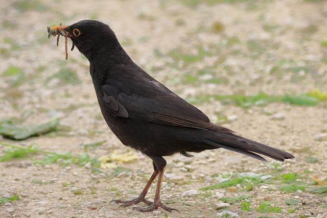 EOS 90D Peter Harriman 13 01 42 80316 blackbird dpp