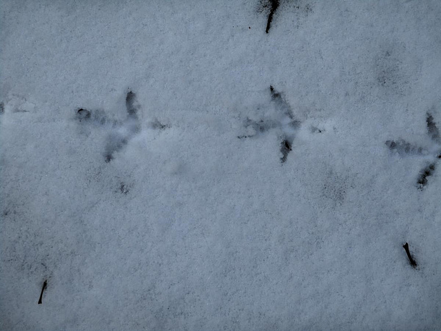 Grouse tracks