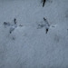 Grouse tracks