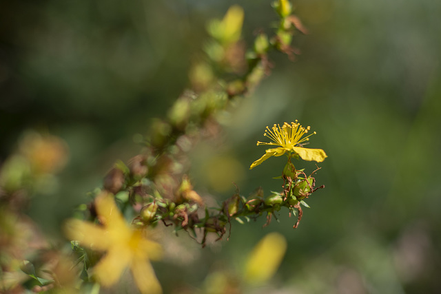 Transition from summer to autumn