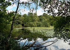 Das Finkenmoor