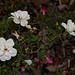 KR609415©IngoKrehl