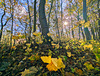 Amongst the leaves