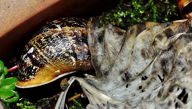 Snail and Hosta....Twins!!!!