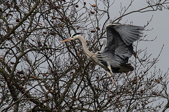 20160303 0127VRAw [D~BI] Graureiher (Ardea cinerea), Tierpark Olderdissen, Bielefeld